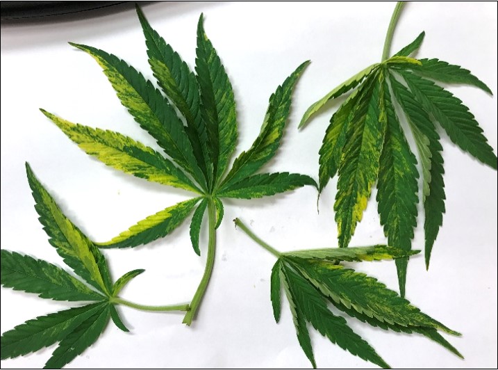 Detached hemp leaves that are positive for Hop latent viroid.  Photo by C.M. Ocamb, Oregon State University, 2021.