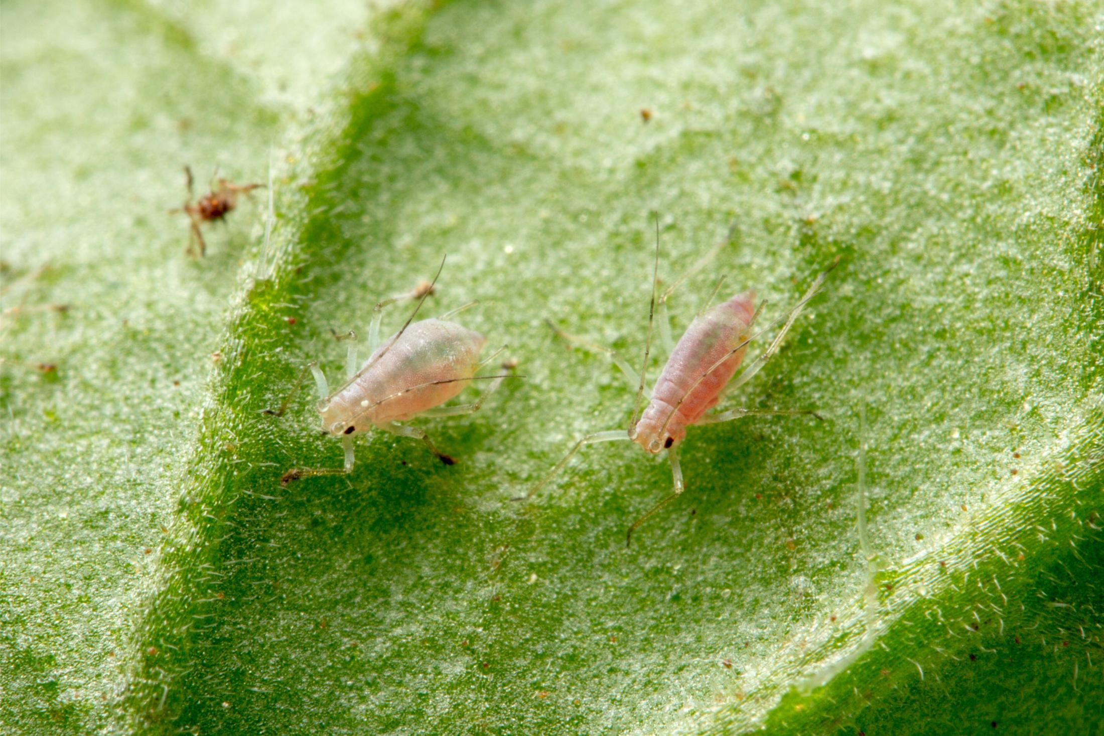 Aphids (Photo Credit: Matt Bertone)
