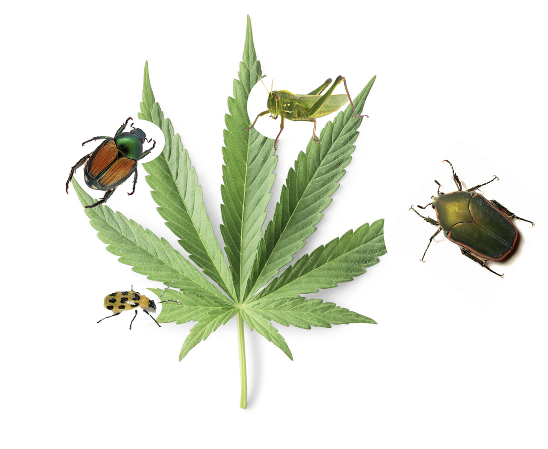 Chewing Insects (Photo Credit: Kadie E. Britt, PhD, University of California Riverside Department of Entomology)