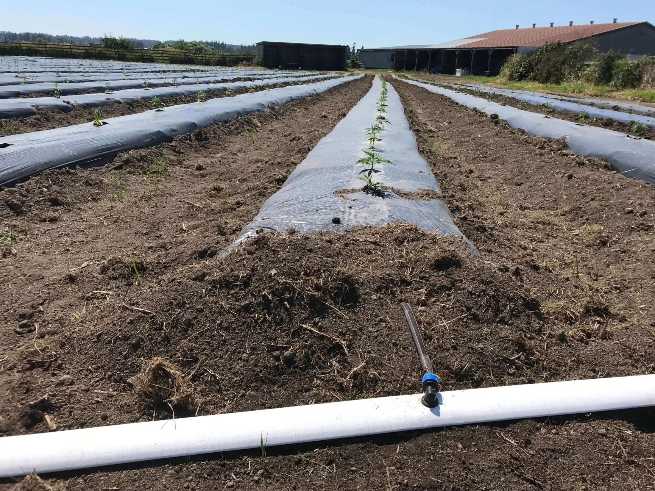 Hemp Irrigation and Water Use by Southern Irrigation