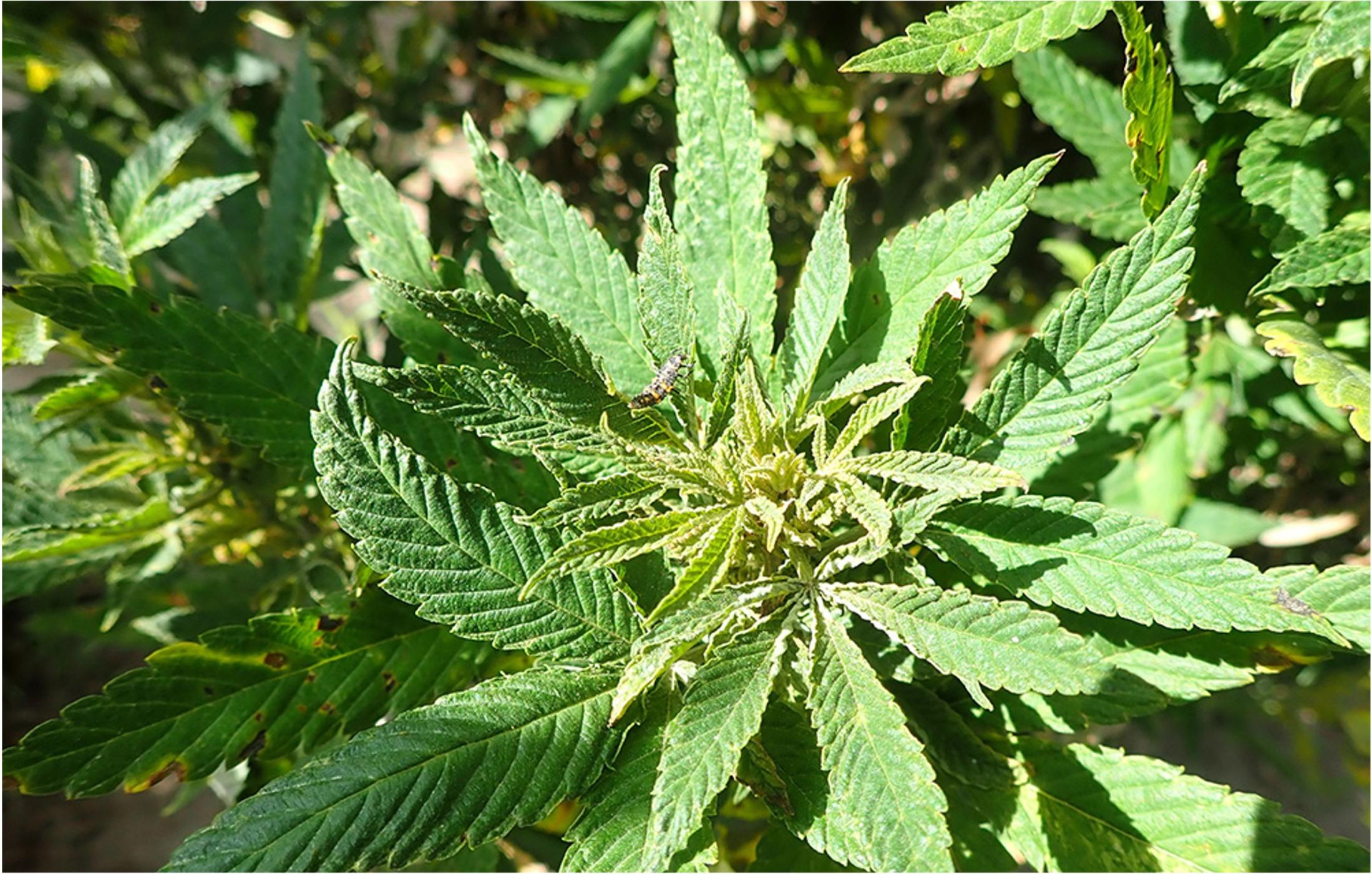 Hemp russet mite, Aculops cannabicola (Photo Credit: Whitney Cranshaw)