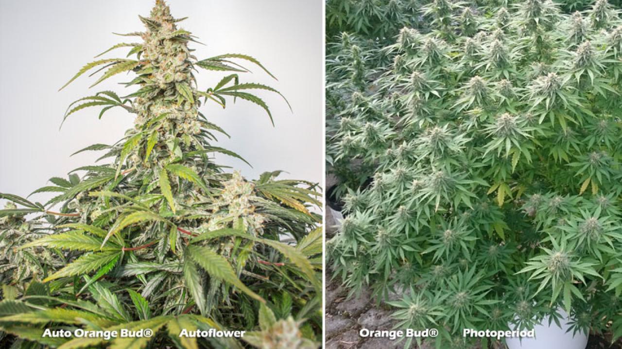 Autoflower vs Photoperiod