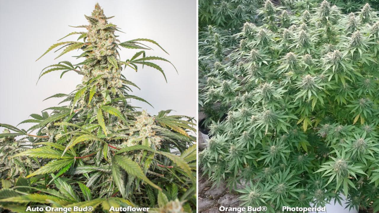Autoflower vs Photoperiod