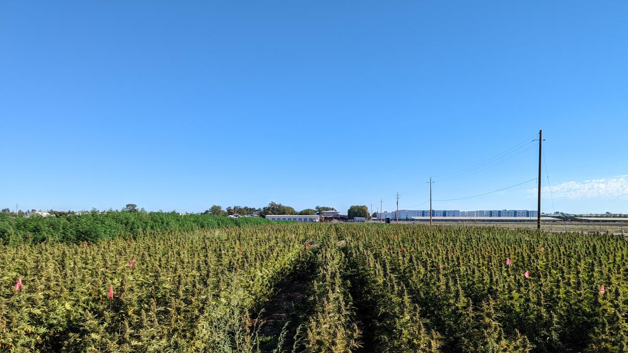 Photo of UCD Hemp Field