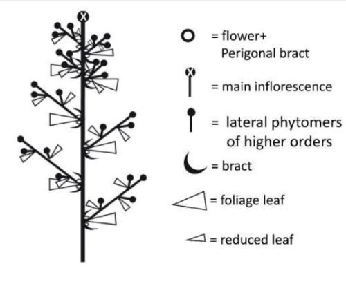 Scientific illistration of compount racemes infloresence strucutre