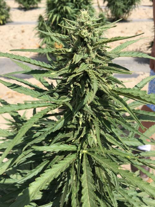 female autoflower hemp plant 
