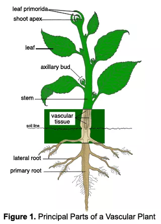basic plant parts