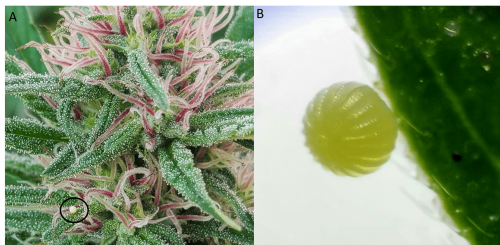 small egg on leaf