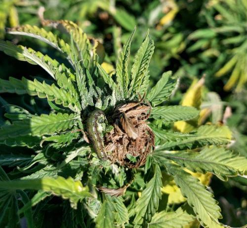 Photo of corn earworm on larvea