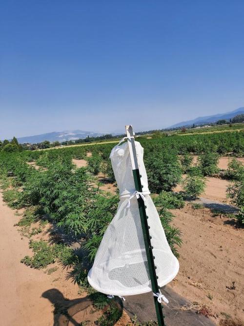 white net on post by hemp plants
