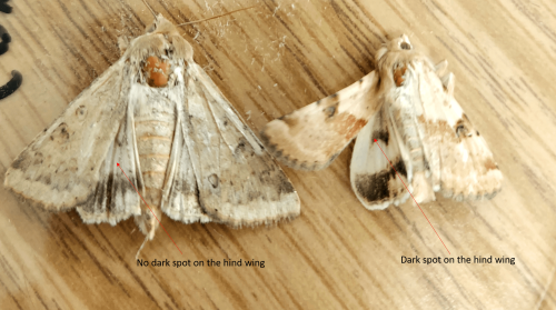 two white moths