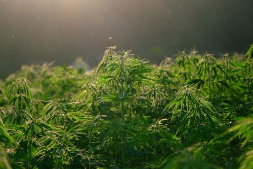 Hemp plants back-illuminated
