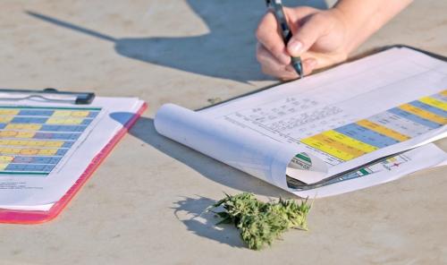 Scientist writing next to hemp bud