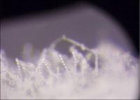 white, hairy fungus