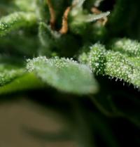 Close up image of trichomes