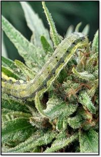 close up photo of caterpillar