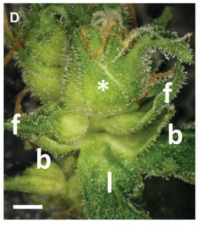 Very close up image of a hemp infloresence