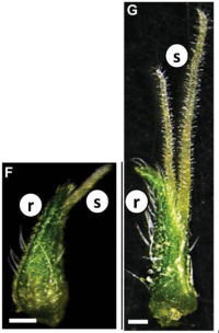 Scientific image of old and new individual flowers