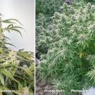 Autoflower vs Photoperiod