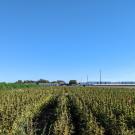 Photo of UCD Hemp Field