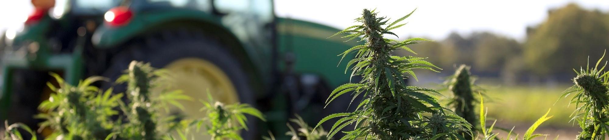 Field of industrial hemp with tractor in background 